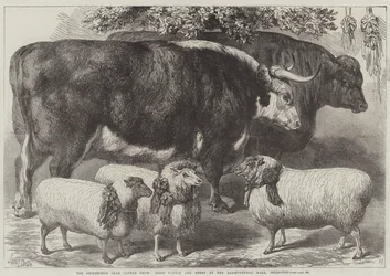 O Smithfield Club Cattle Show, Prêmio Gado e Ovelha no Salão Agrícola, Islington